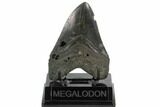 Fossil Megalodon Tooth - South Carolina #124534-1